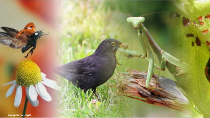 Combat Those Veggie Garden Insect Pests the Natural Way!