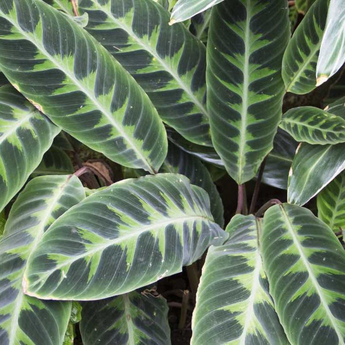 Calathea – A Perfect Christmas Gift for the Plant People On Your List