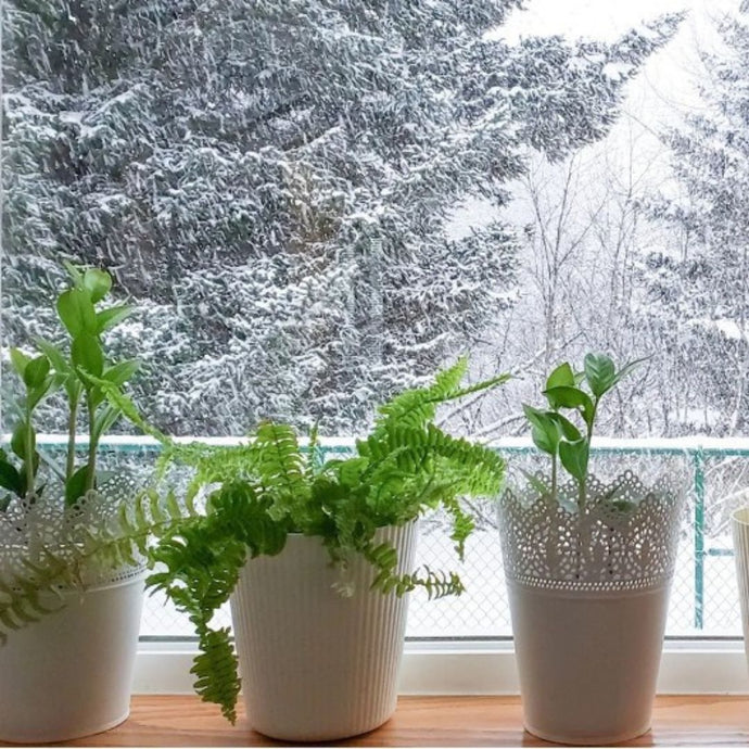 Top Five Ways to Prepare Your Houseplants for Dormancy