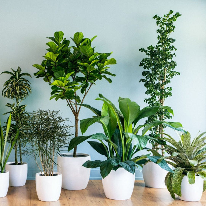 Get Your Indoor Tropical Plants Ready for Winter!