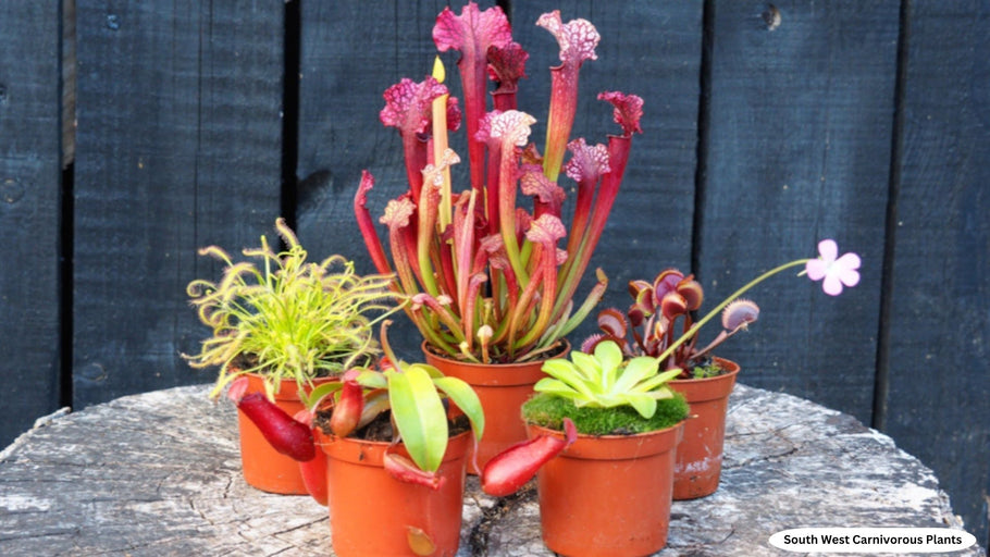 October 2025: Top 5 Carnivorous Plants for Beginners