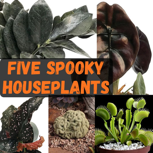Five Spooky Houseplants