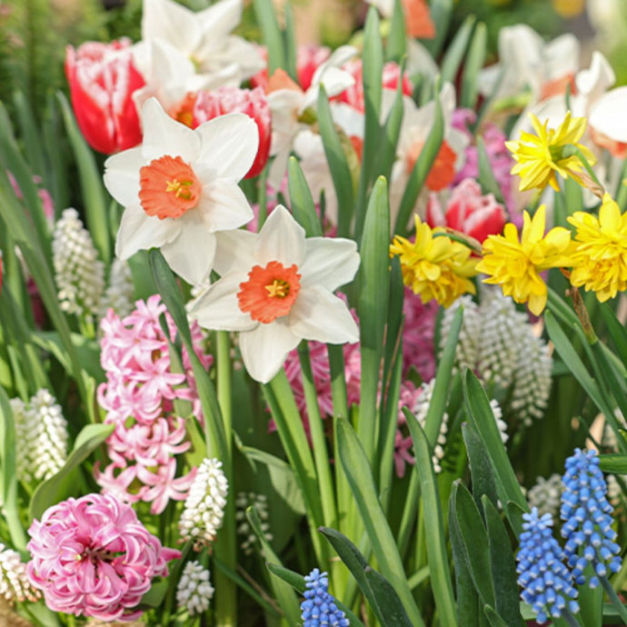 Top 5 Customer Questions about Spring Flowering Bulbs