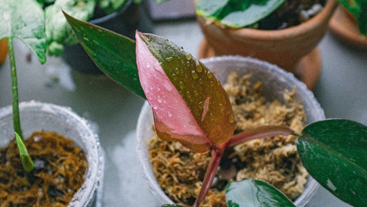 Give the Gift of Green This Christmas - Top 5 Rare Philodendrons
