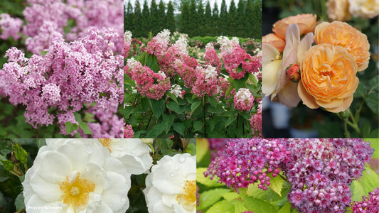Top 5 New Proven Winners Shrubs for Zone 3