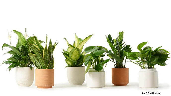 Top 5 Low Maintenance House Plants