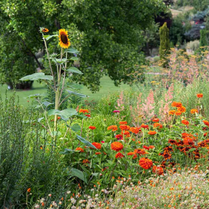 Rejuvenating a Garden Bed