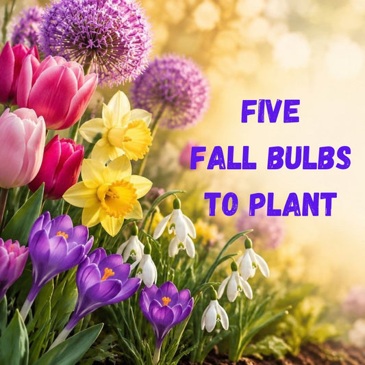 Five Fall Bulbs to Plant