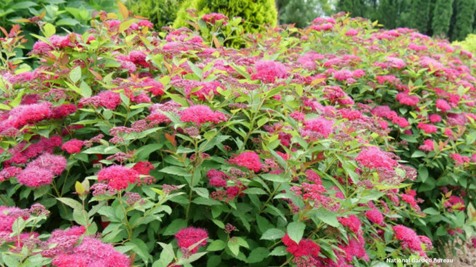 Spirea - A Shrub for All Seasons!