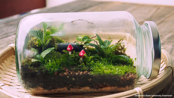 Create Your Own Glass Terrarium – The Basics