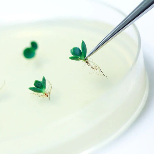 How To Raise Tissue Culture Plants
