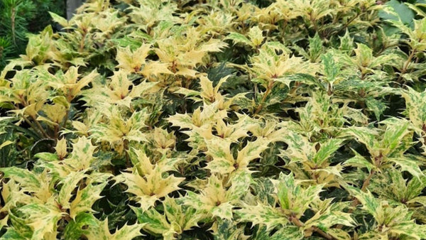 Top 5 Non-Traditional Christmas Plants Worth A Second Look