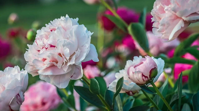 How To Plant A Peony