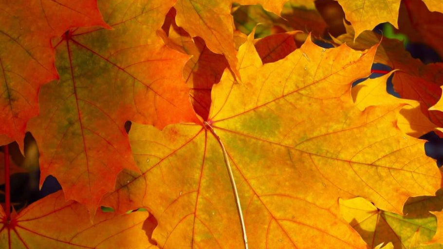 Five Reasons You Should Plant Your Trees, Shrubs, and Vines in the Fall
