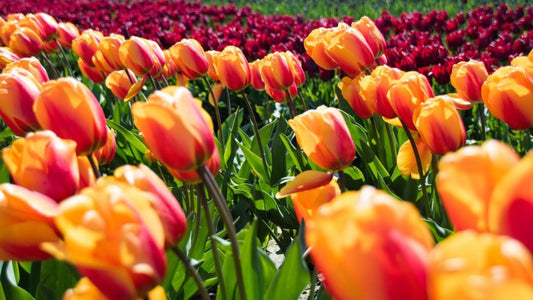 Planting Fall Bulbs for a Beautiful Spring - Floral Acres Greenhouse & Garden Centre