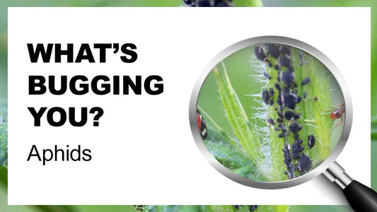 What's Bugging You? Aphids - Floral Acres Greenhouse & Garden Centre