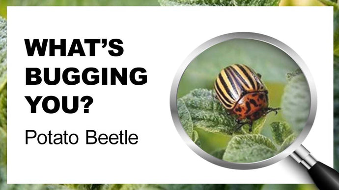 What’s Bugging You? Colorado Potato Beetle