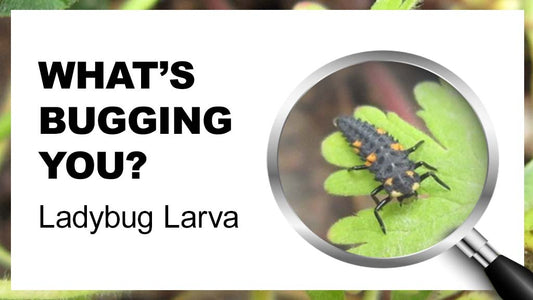 What's bugging you? Ladybug Larva - Floral Acres Greenhouse & Garden Centre
