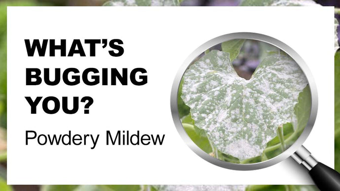 What's Bugging You? How To Treat Powdery Mildew