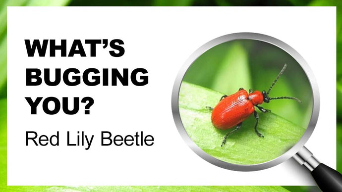 What’s Bugging You? Red Lily Beetle