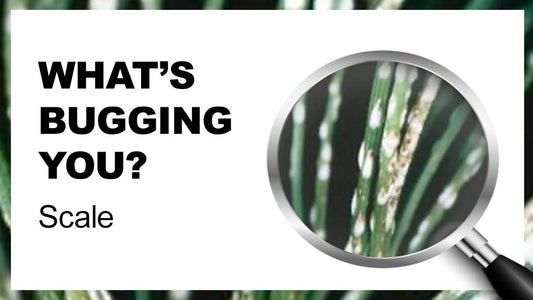 What's Bugging You? Scale