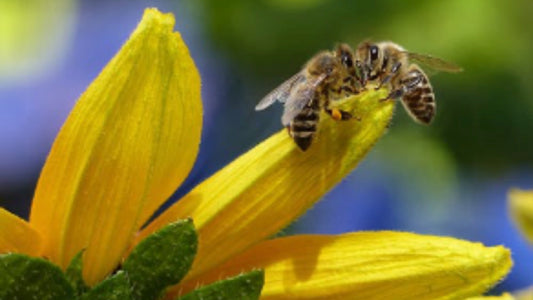 How To: Plan for Pollinators! - Floral Acres Greenhouse & Garden Centre