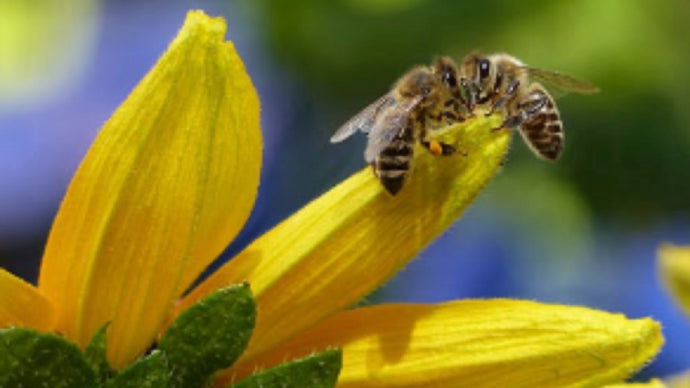 How To: Plan for Pollinators!