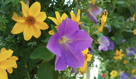 Pro Tips For Stunning Annuals All Summer Long - Floral Acres Greenhouse & Garden Centre