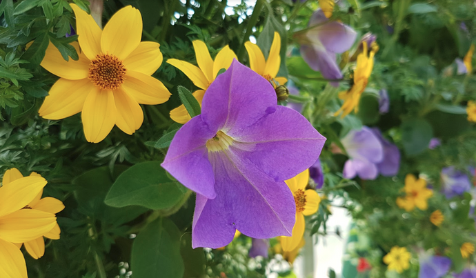 Pro Tips For Stunning Annuals All Summer Long