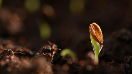 What to Seed for Spring! - Floral Acres Greenhouse & Garden Centre