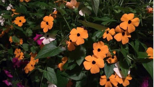Top 5 Annual Vines – The ‘Not-So-Usual’ Suspects! - Floral Acres Greenhouse & Garden Centre