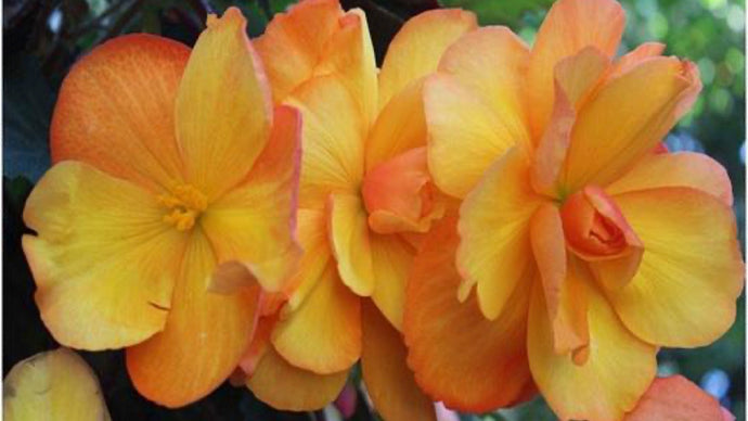 Color For The Shade – Growing and Caring For Tuberous Begonias