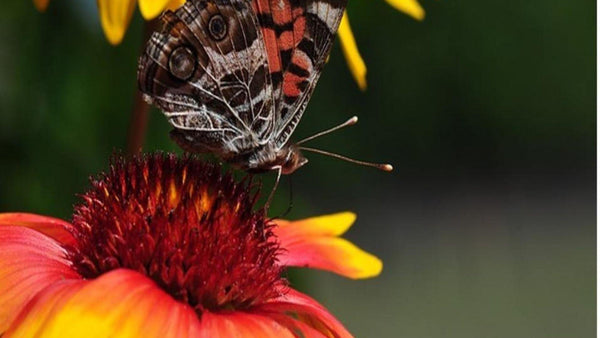 Top 5 Drought Tolerant Perennials for Zone 3 - Floral Acres Greenhouse & Garden Centre