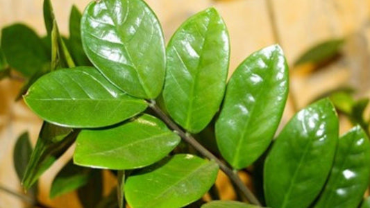 Top 5 House Plants for Dark Rooms - Floral Acres Greenhouse & Garden Centre
