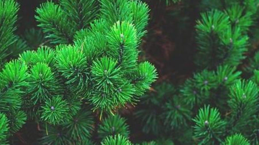 Top 5 Evergreen Shrubs For Small Spaces - Floral Acres Greenhouse & Garden Centre