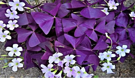 How to: Care for your Oxalis this St. Patrick's Day! - Floral Acres Greenhouse & Garden Centre