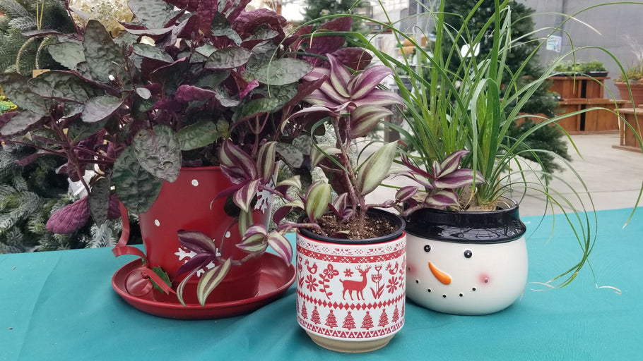 November In The Garden