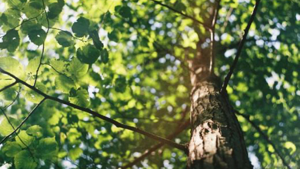 Now Is The Perfect Time To Plant Trees And Shrubs! - Floral Acres Greenhouse & Garden Centre