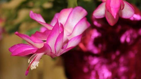 How to Care for Your Christmas Cacti - Floral Acres Greenhouse & Garden Centre