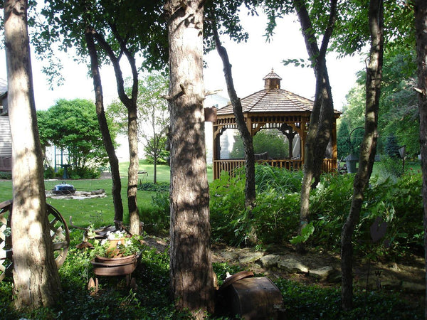 The Top 5 Deciduous Trees for Small Prairie Yards