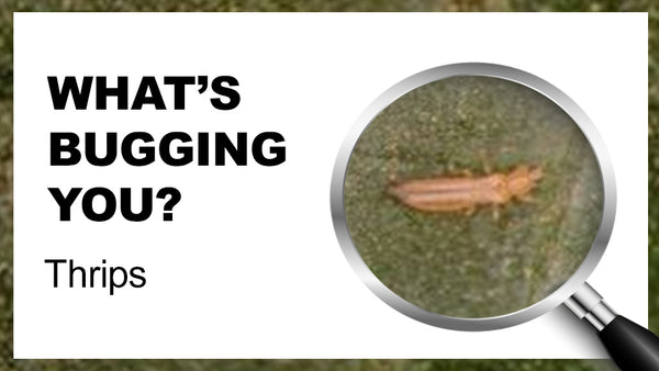 What's Bugging You? Thrips
