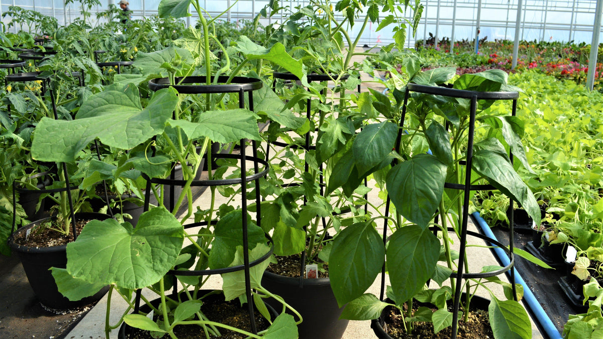 Fruits & Vegetables - Floral Acres Greenhouse & Garden Centre