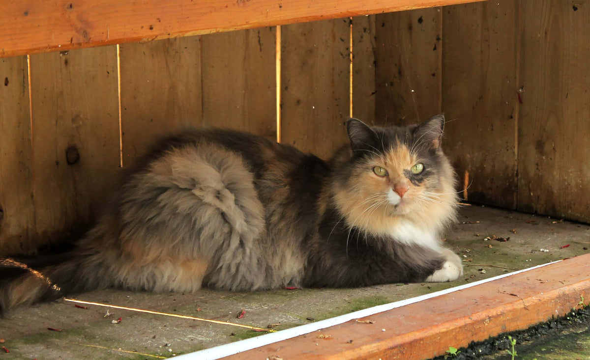 Pets - Floral Acres Greenhouse & Garden Centre