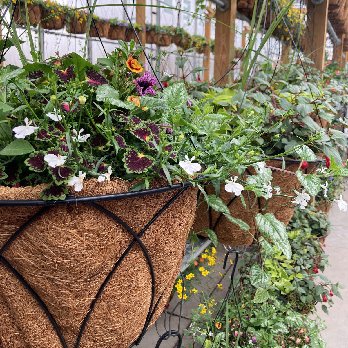 Hanging Baskets - Floral Acres Greenhouse & Garden Centre