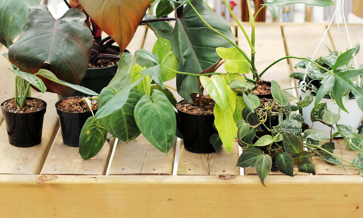 Exotic Plants - Floral Acres Greenhouse & Garden Centre