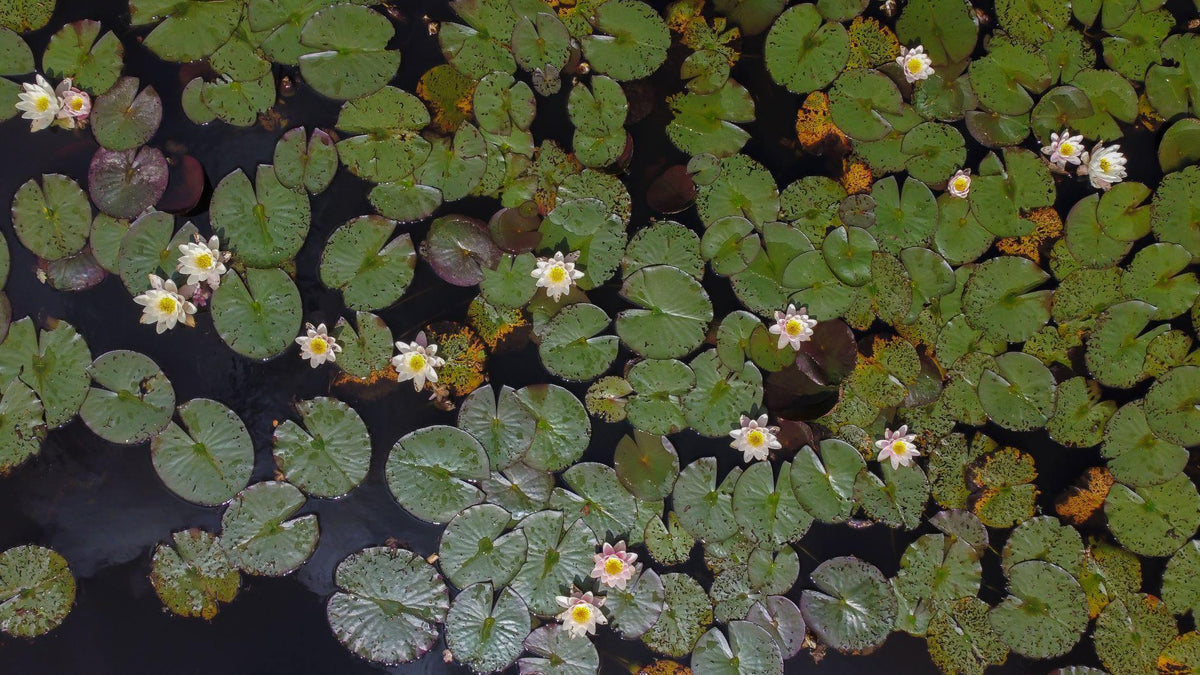 Water Plants - Floral Acres Greenhouse & Garden Centre