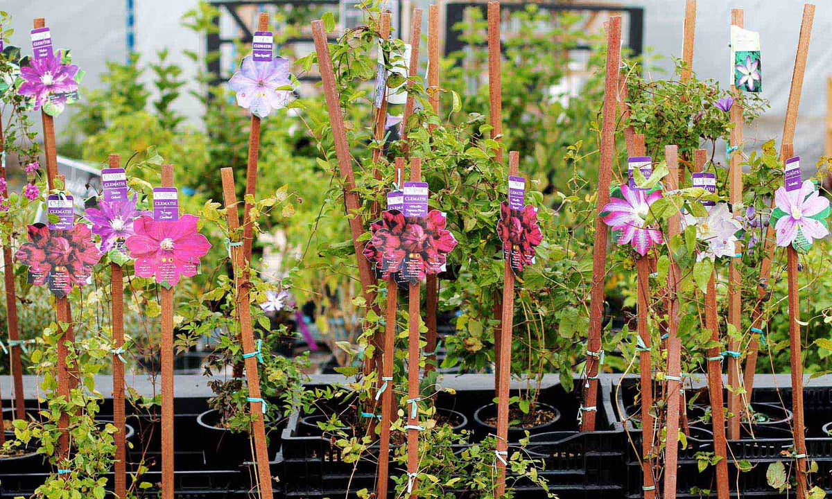 Vines - Floral Acres Greenhouse & Garden Centre