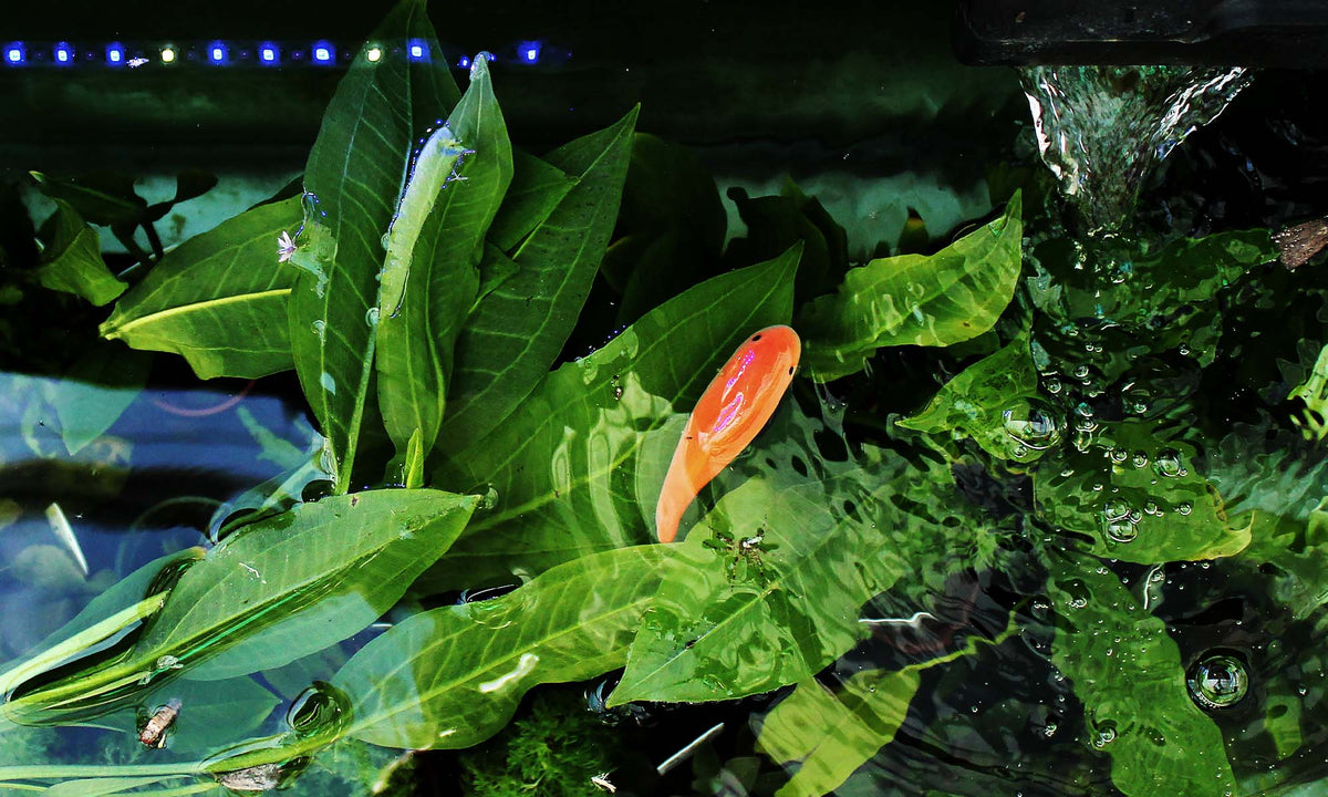 Pond & Aquarium - Floral Acres Greenhouse & Garden Centre