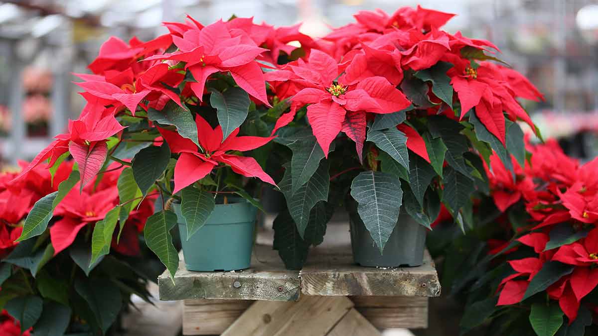 Poinsettias