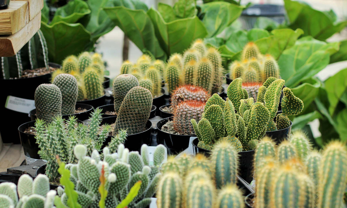 Cactus - Floral Acres Greenhouse & Garden Centre